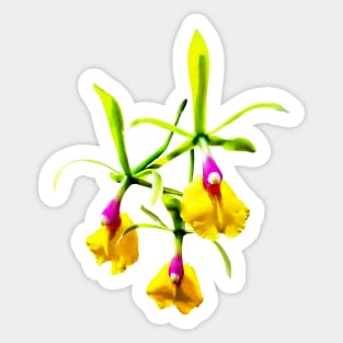 Orchid - Epicattleya Rene Marques Flame Thrower Sticker